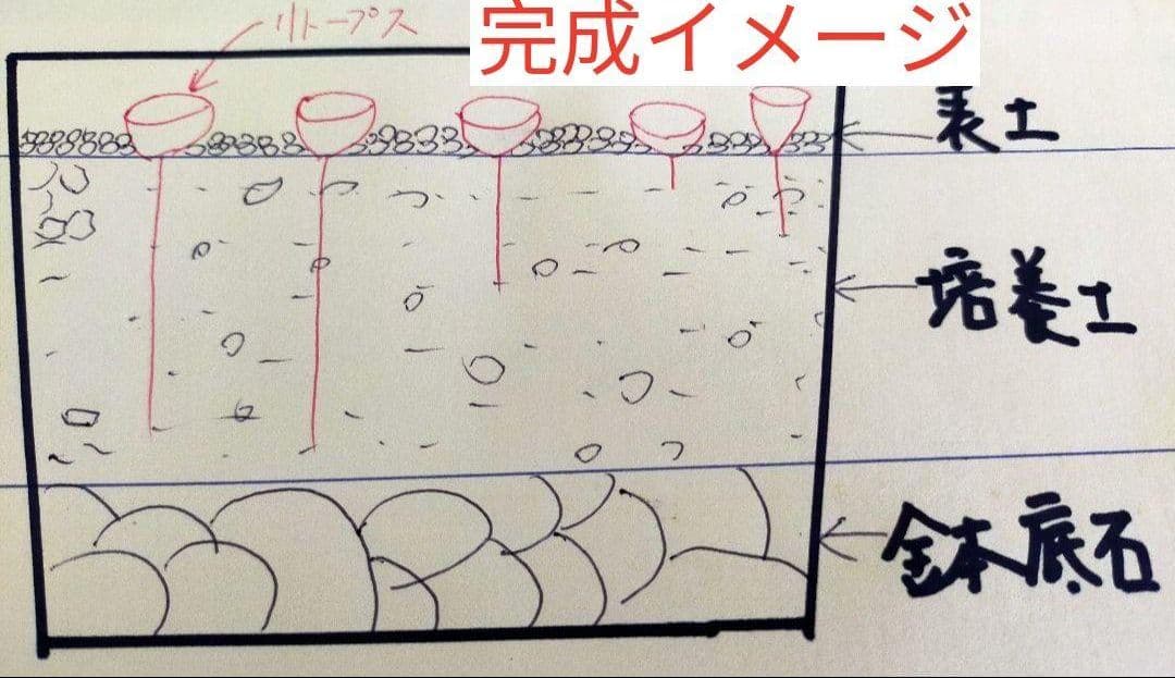 多肉植物リトープス/コノフィツム　高級品種入り　カラフルセット　土付き　S45
