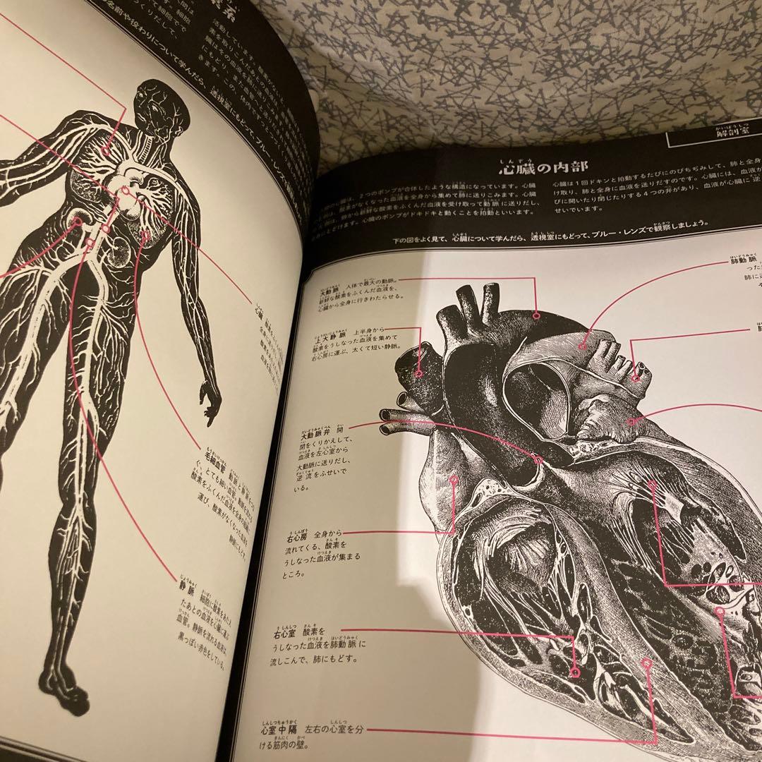 illuminature からだのなかを大冒険　イルミネイチャー　海外絵本