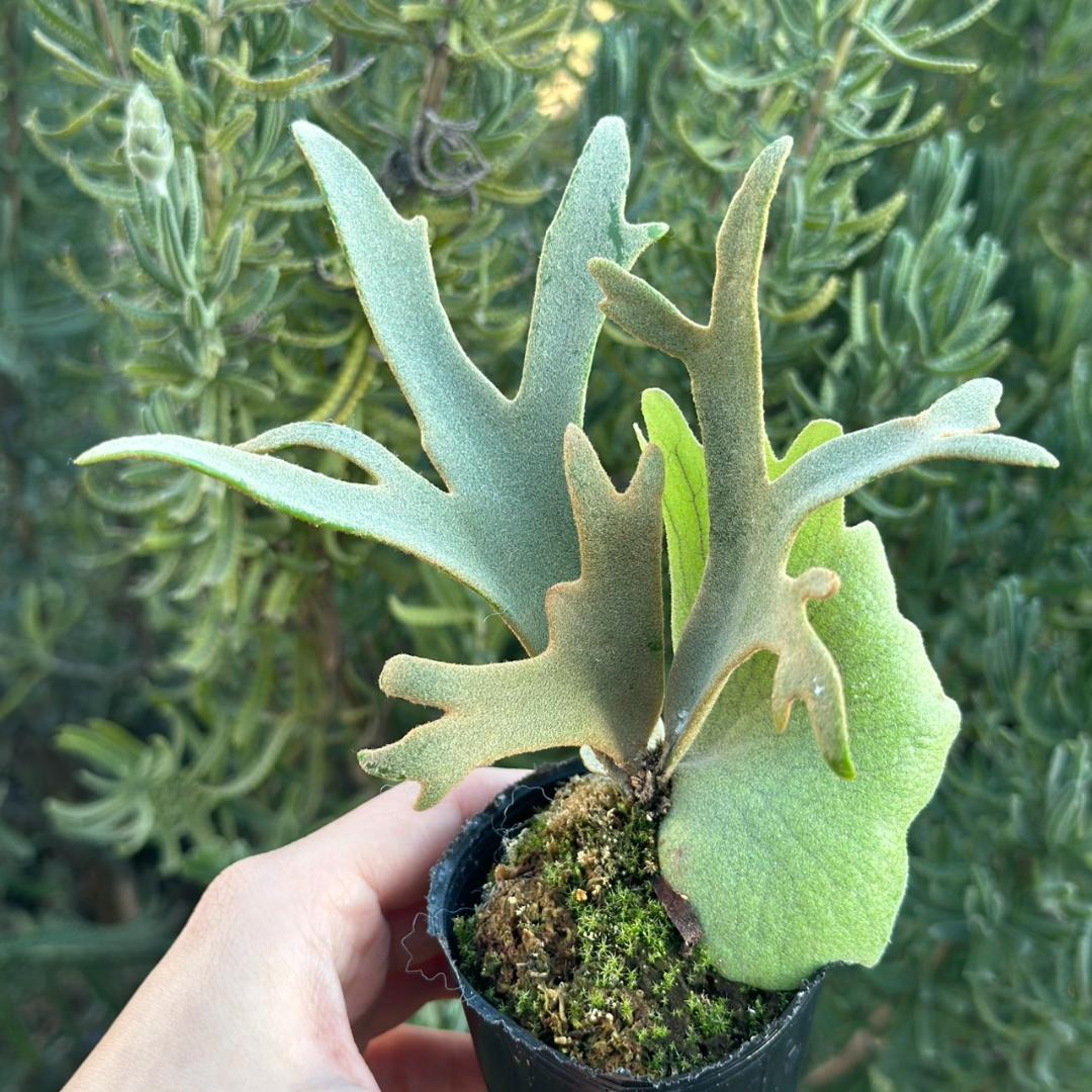 P. willinckii ’Jenny’ TC 3420