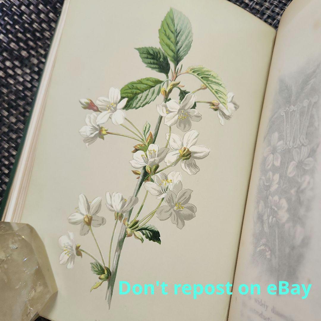 植物図鑑　洋書　古書　ボタニカルアート　アンティーク　リトグラフ　23