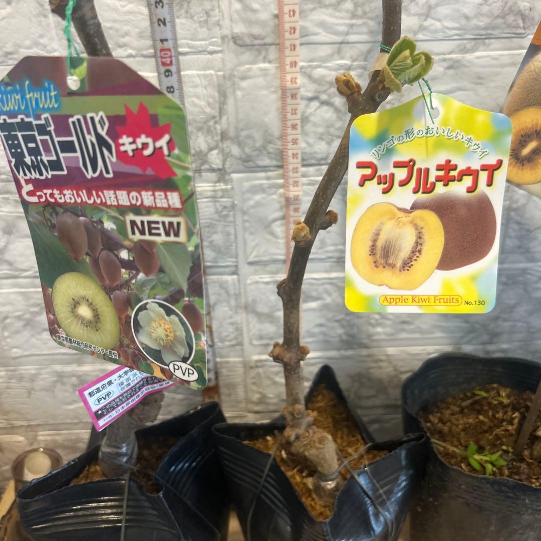キウイ苗2種セット アップルキウイ 東京ゴールドキウイ 果樹苗接木大苗セール中