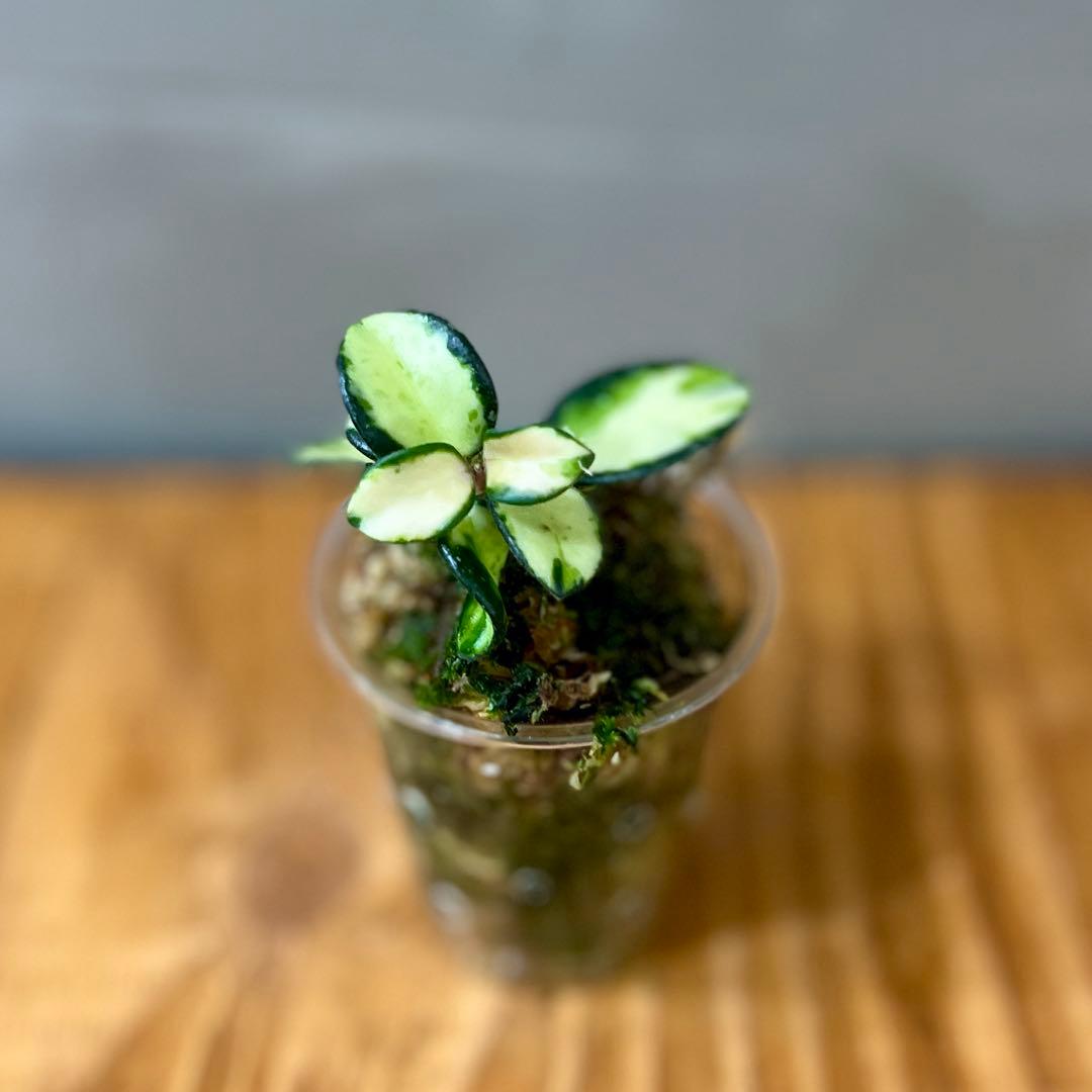 ホヤ　マチルダ　斑入り　Hoya mathilde ③