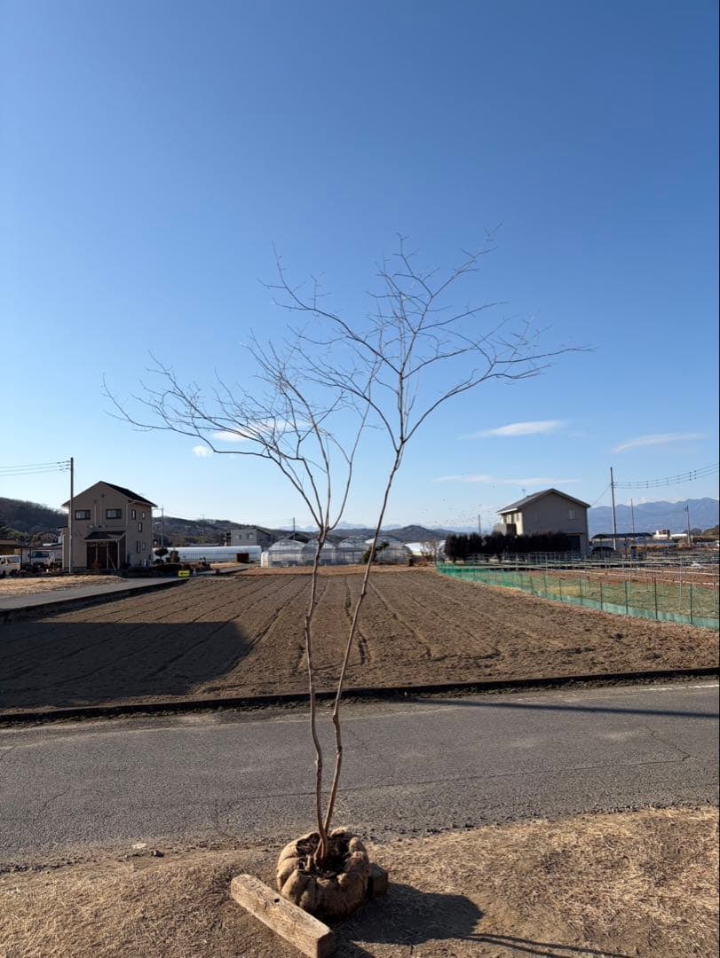 山採り ナツハゼ 自然樹形