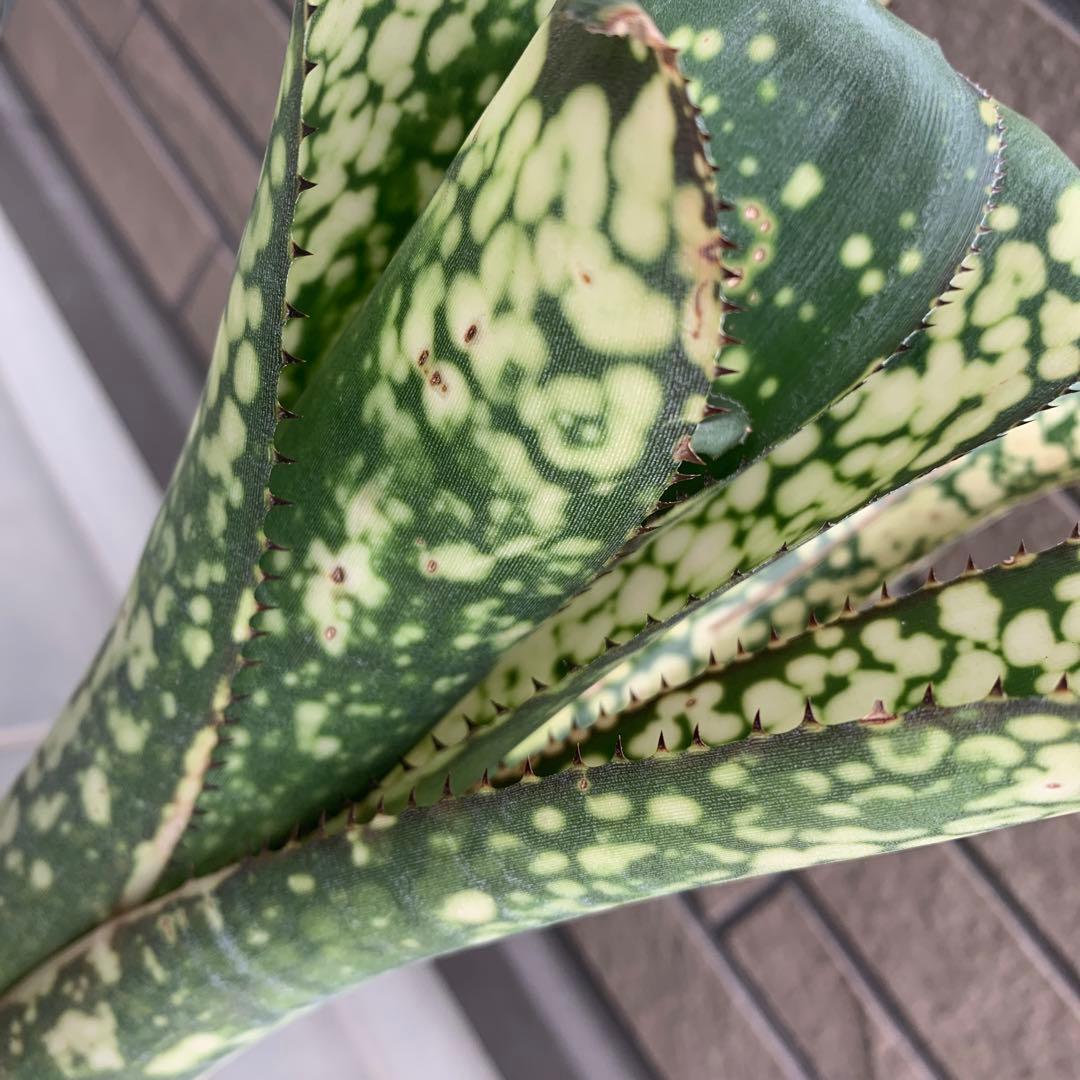 Billbergia Kolan Spirit 子株付き