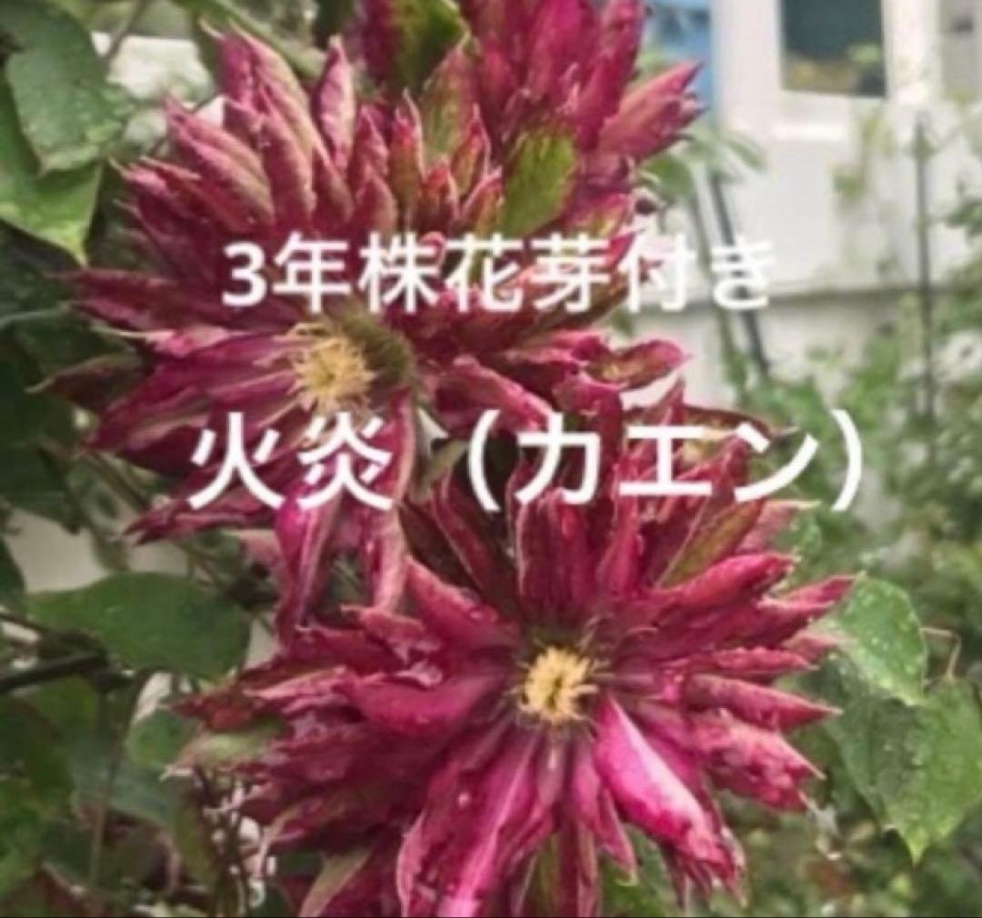 芍薬苗　クレマチス苗