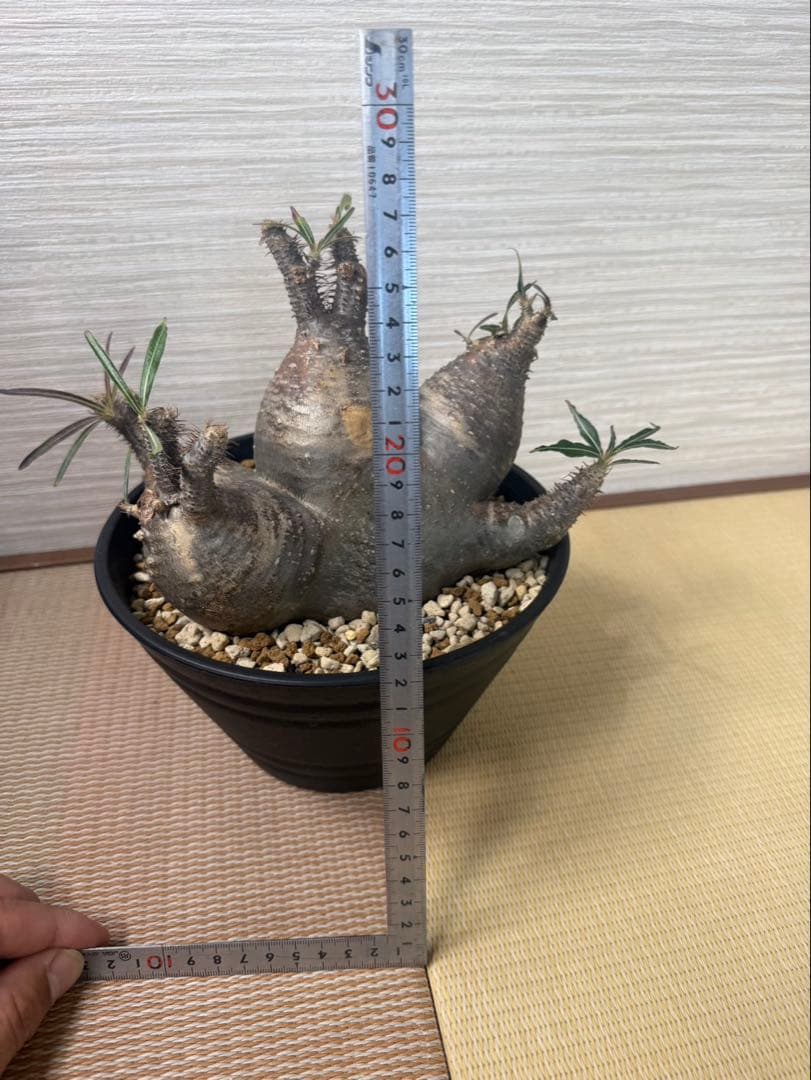 【発根済】パキポディウム・グラキリス 現地球 多頭（マルチヘッド） 塊根植物