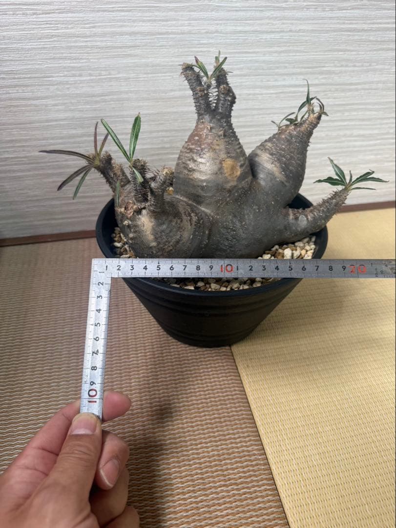 【発根済】パキポディウム・グラキリス 現地球 多頭（マルチヘッド） 塊根植物