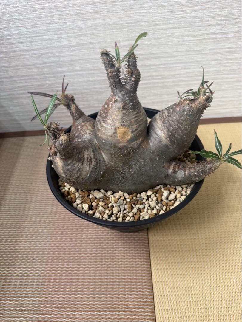 【発根済】パキポディウム・グラキリス 現地球 多頭（マルチヘッド） 塊根植物