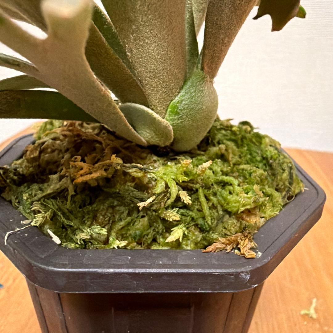 ＊P.willinckii Jenny 3号(TC)＊
