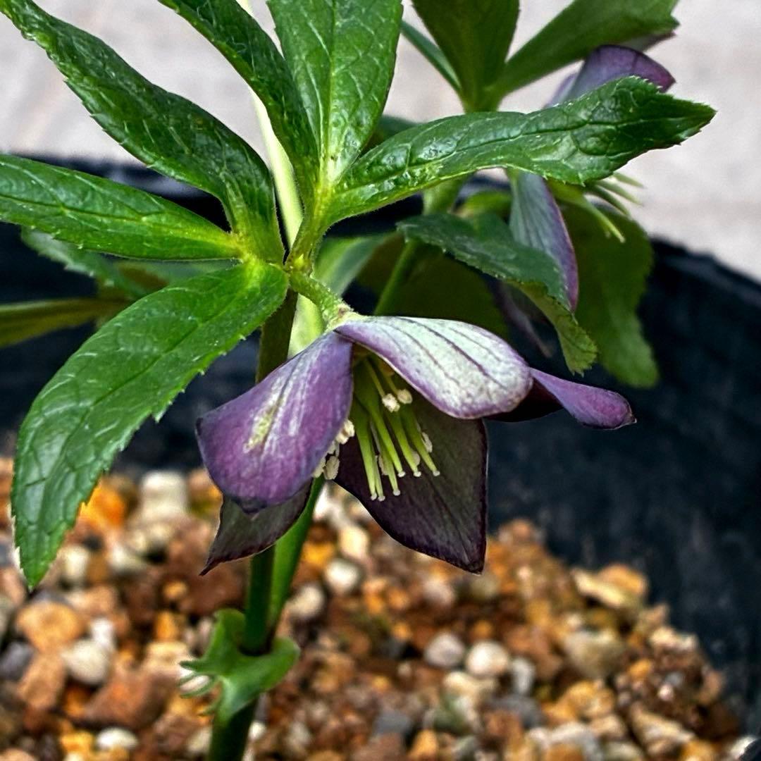☘️4年間管理☘️6号☘️原生地採取⭐️torquatus/multifidus⭐️超小輪