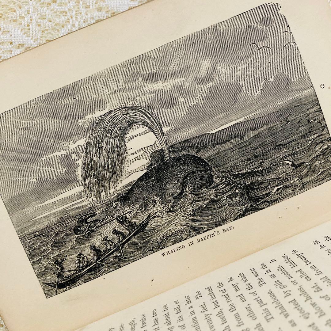 洋書　古書　美しいアンティークブック　1880年発行　海の驚異　海の生き物　自然