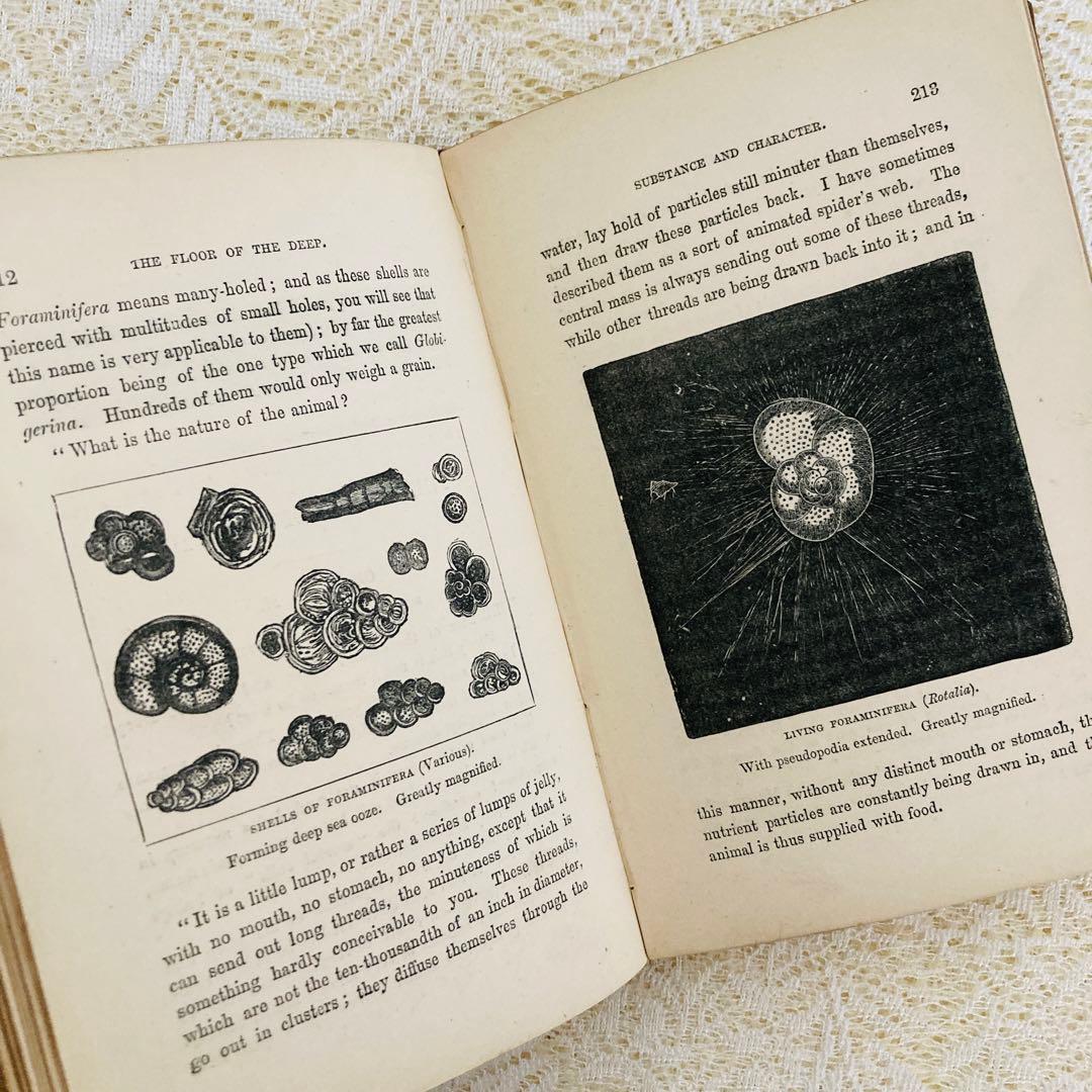 洋書　古書　美しいアンティークブック　1880年発行　海の驚異　海の生き物　自然