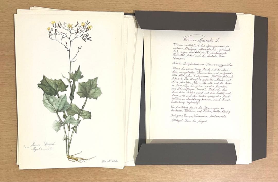No.290ドイツ ビンテージ 紙もの ボタニカルアート 植物図鑑 水彩画