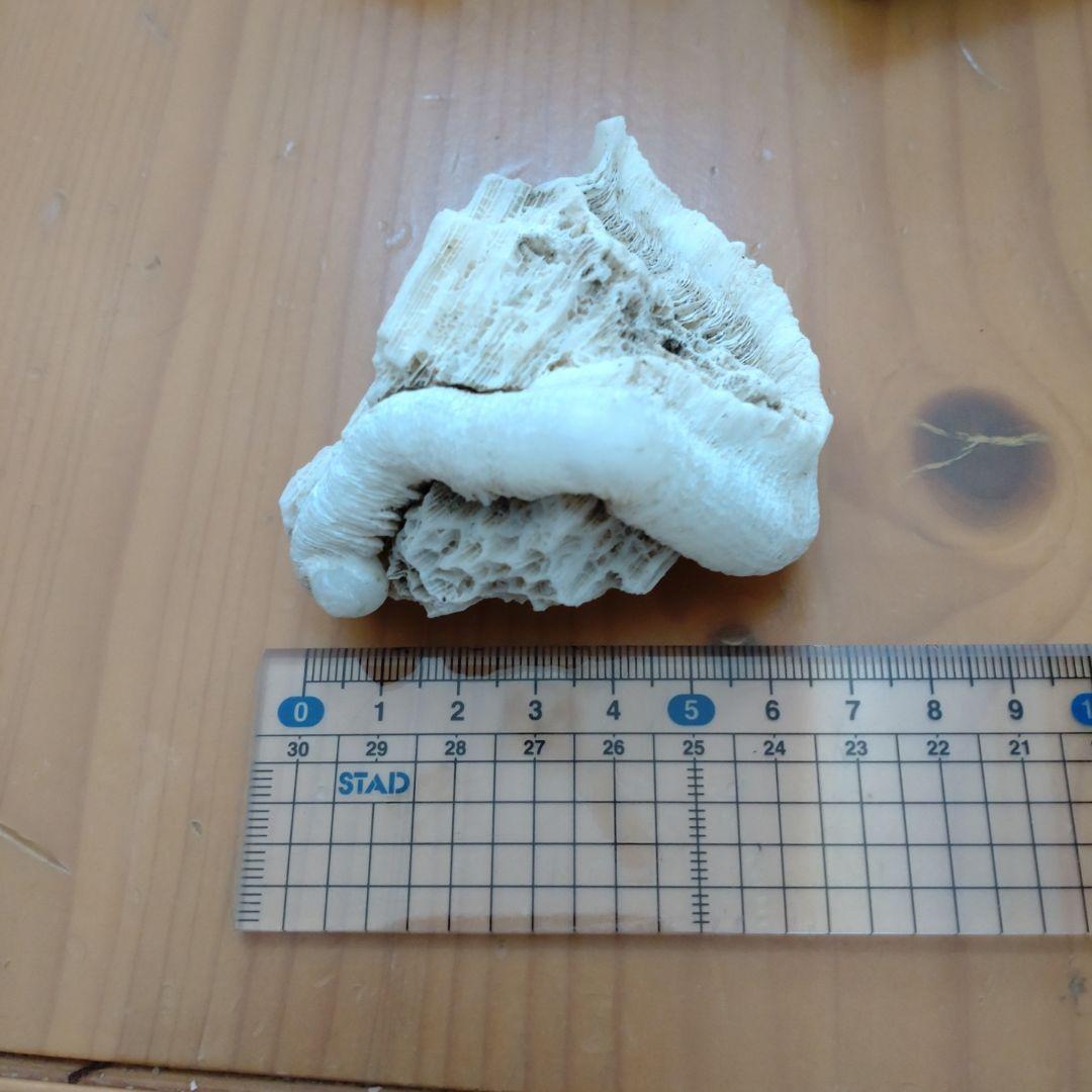 ケオン。.:*♡珊瑚付き　バリ島