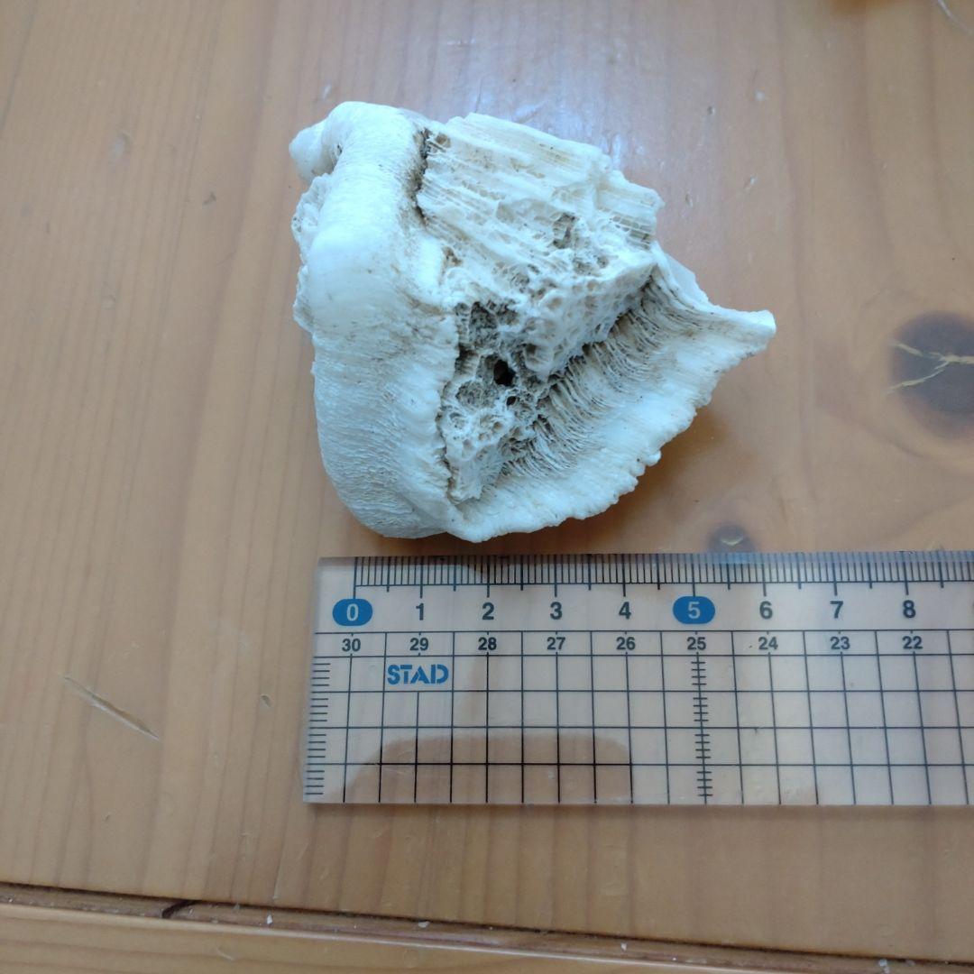 ケオン。.:*♡珊瑚付き　バリ島