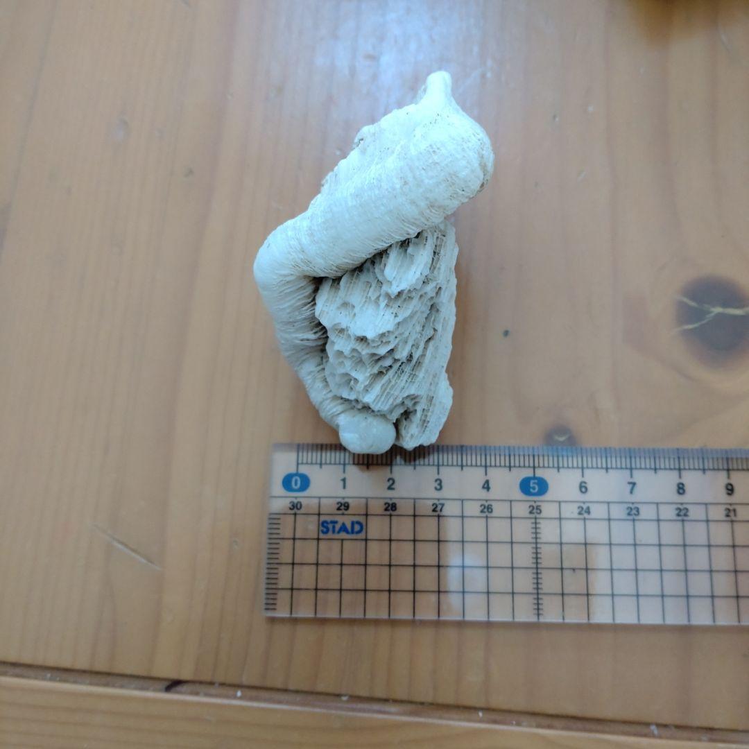 ケオン。.:*♡珊瑚付き　バリ島