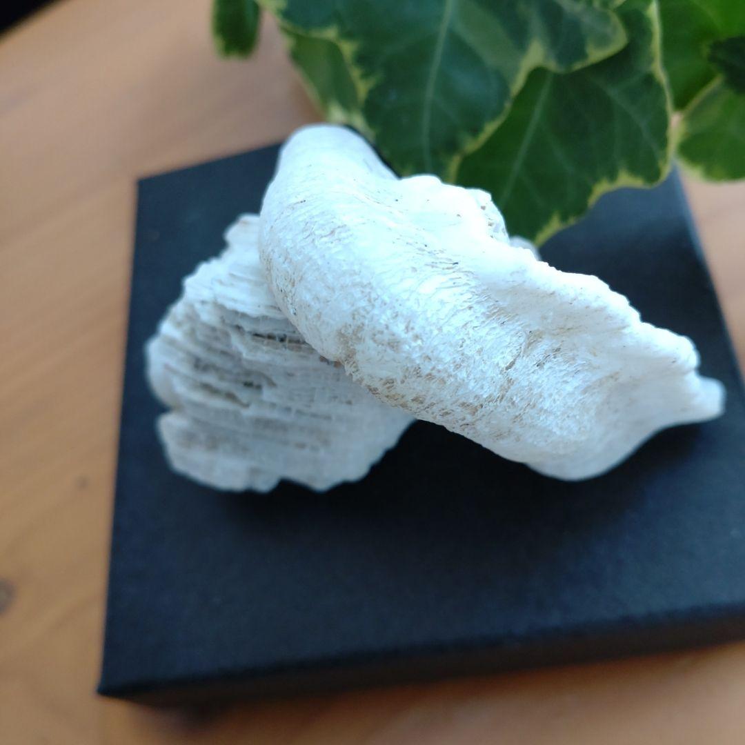 ケオン。.:*♡珊瑚付き　バリ島