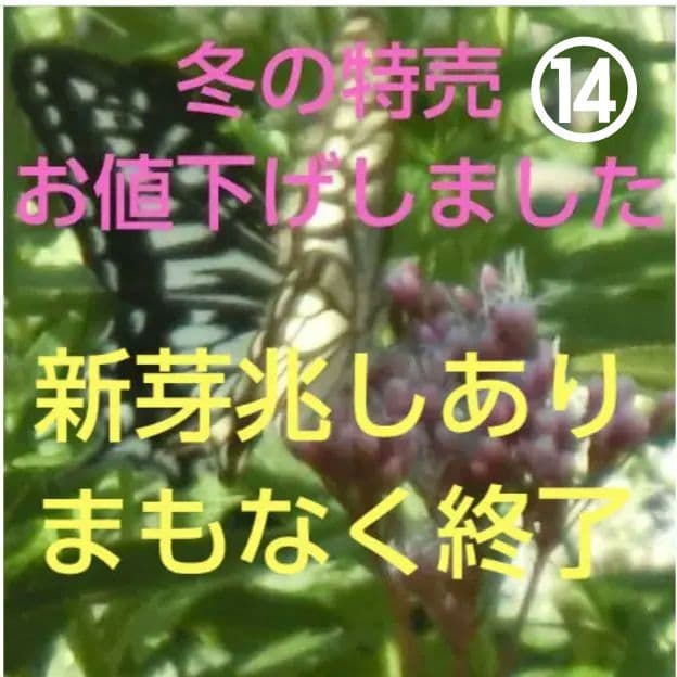 ⑭ 山野草 ピンクのフジバカマ(藤袴) 抜き苗