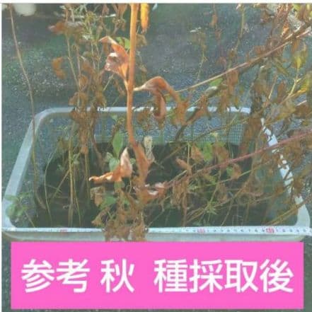 ⑭ 山野草 ピンクのフジバカマ(藤袴) 抜き苗