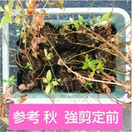 ⑭ 山野草 ピンクのフジバカマ(藤袴) 抜き苗