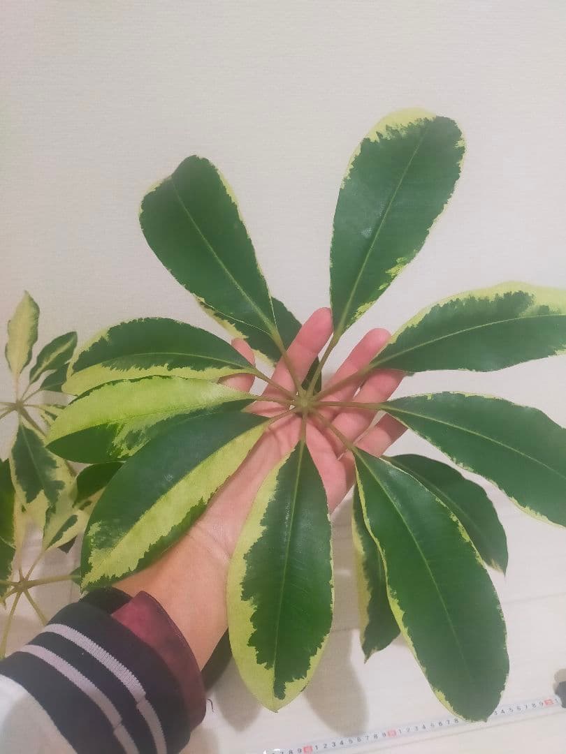 ツピタンサス　斑入り　中株