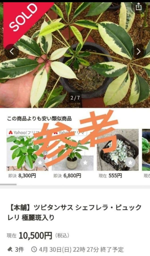 ツピタンサス　斑入り　中株