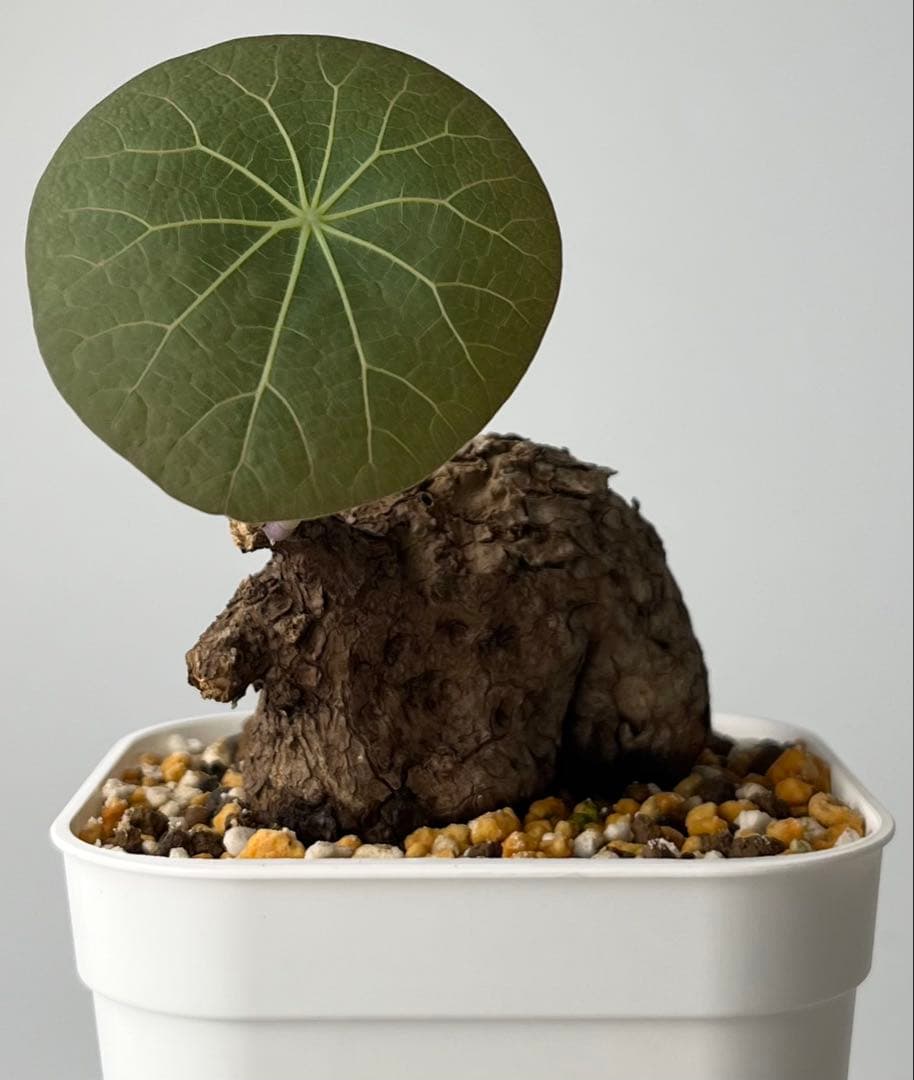 ステファニア カウィーサキー（kaweesakii）鉢植え A-22