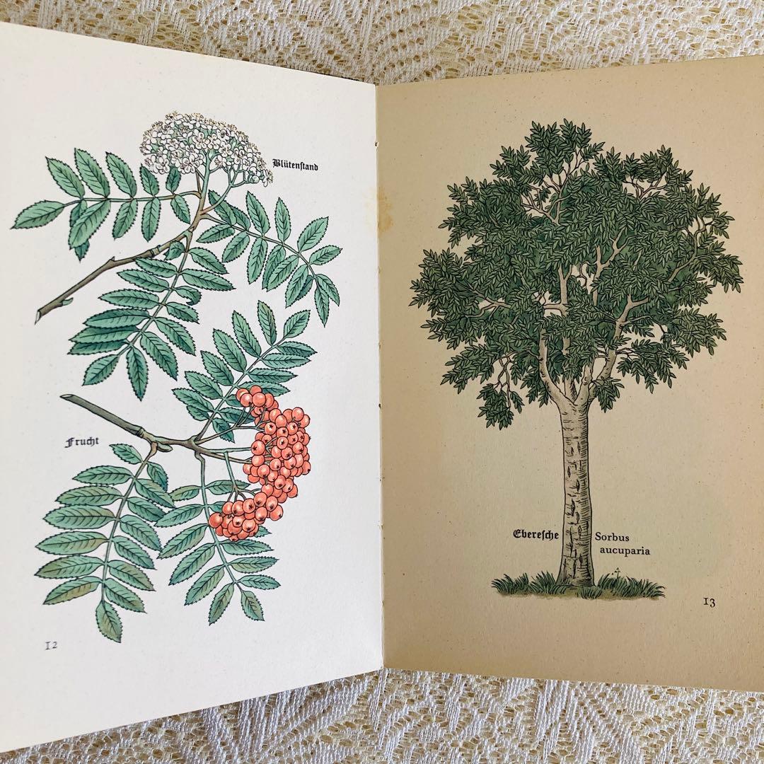 まとめ売り♪　インゼル文庫3点セット　鳥・蝶・木の図鑑　ドイツ古書
