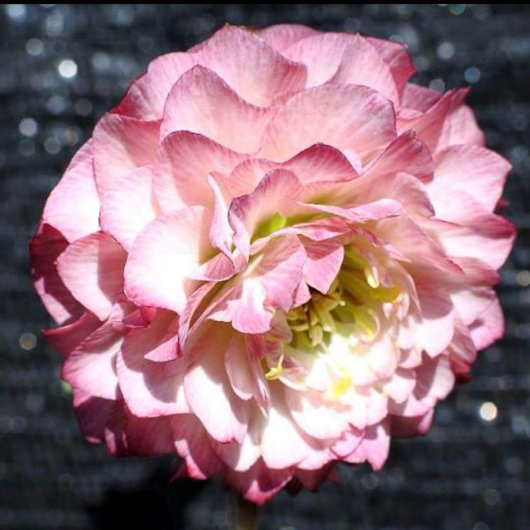 3893☘️ラスト☘️3年間管理株☘️超レア☘️⭐️バラの様な花弁展開⭐️超多弁⭐️吉田園芸⭐️