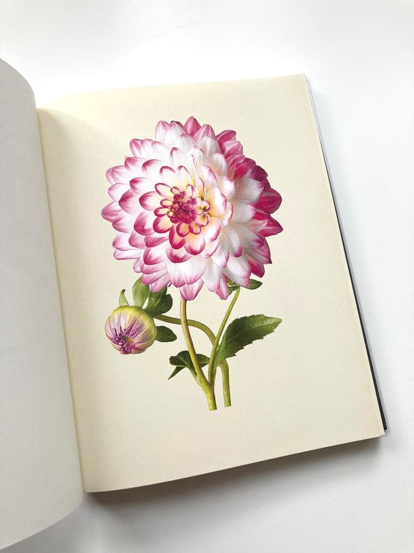 藤間謙二「The Most Beautiful Flowers」花の図鑑写真集