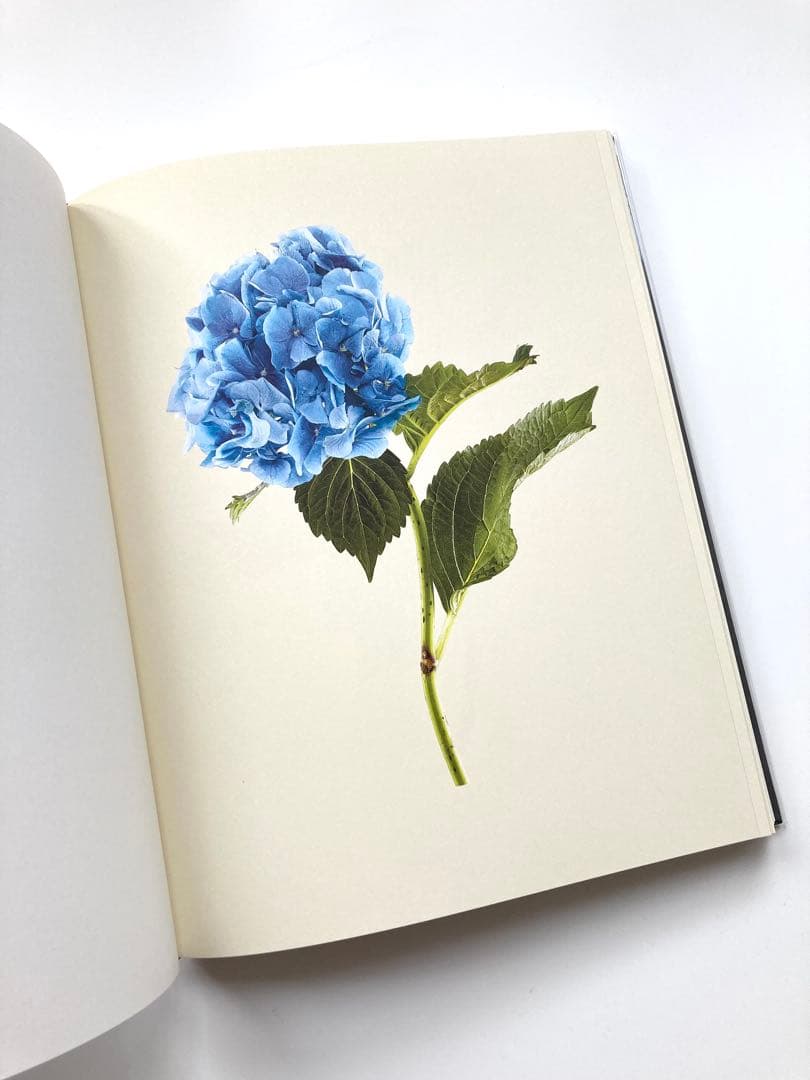 藤間謙二「The Most Beautiful Flowers」花の図鑑写真集