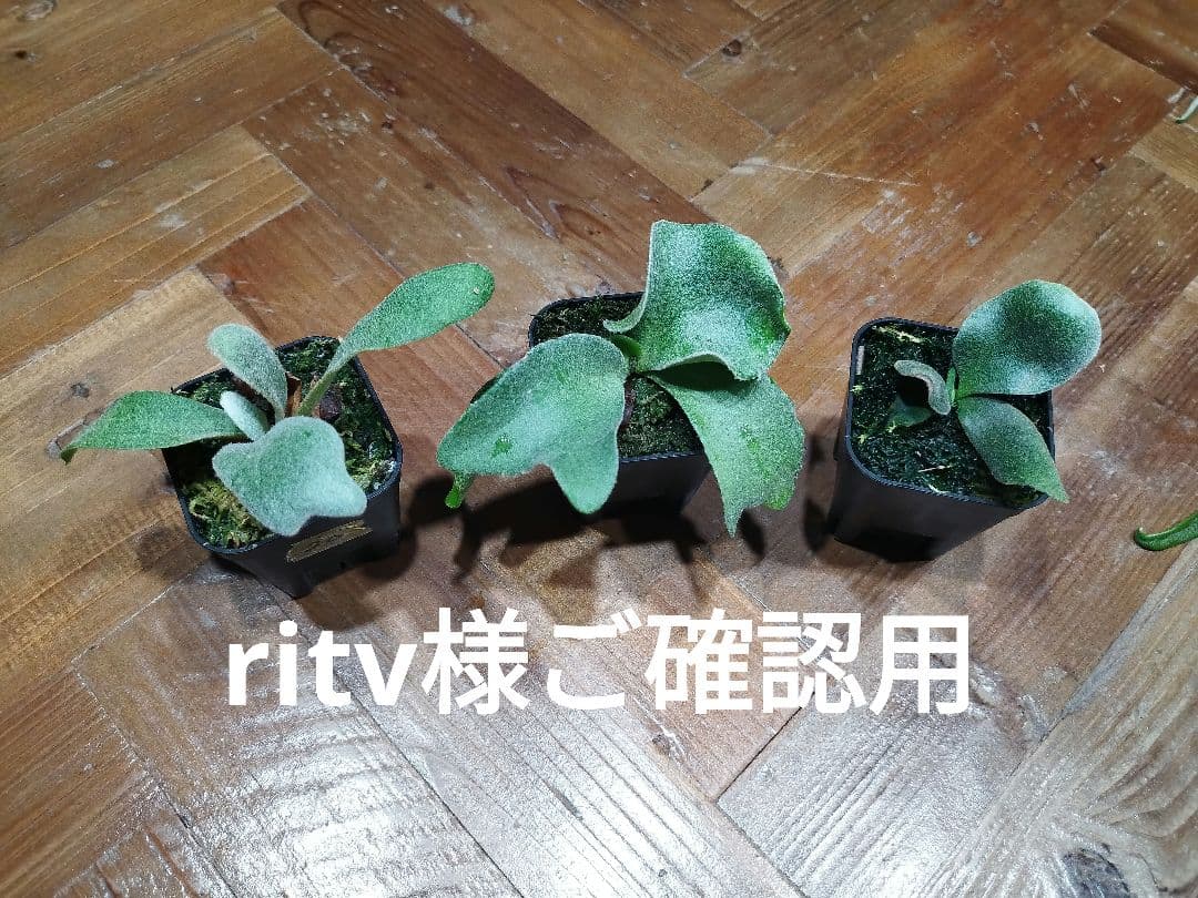 ritv様ご確認用　ビカクシダ4種セット