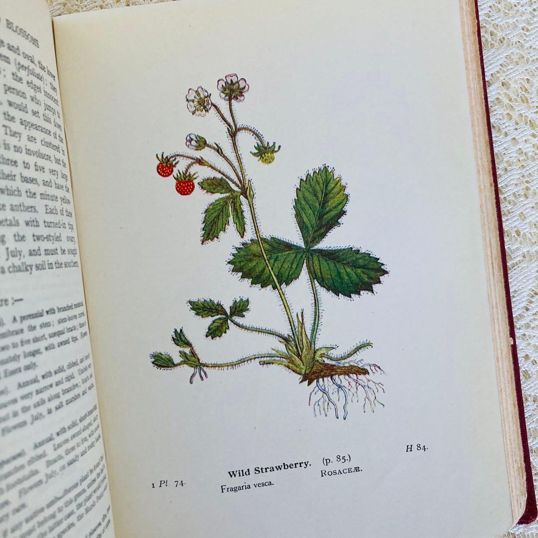 洋書　古書　イギリスのヴィンテージ植物図鑑① 　上品な装丁と美しいカラー図版