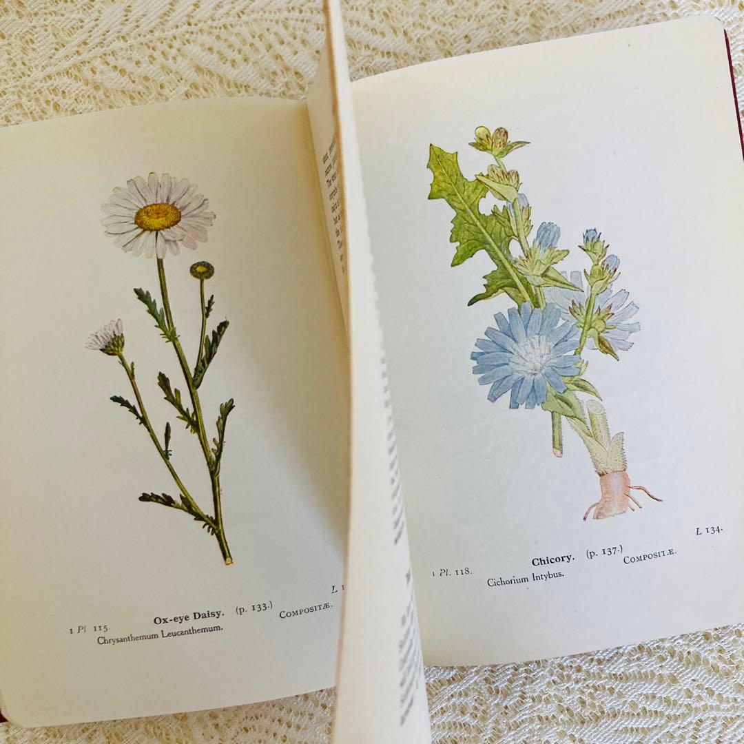 洋書　古書　イギリスのヴィンテージ植物図鑑① 　上品な装丁と美しいカラー図版