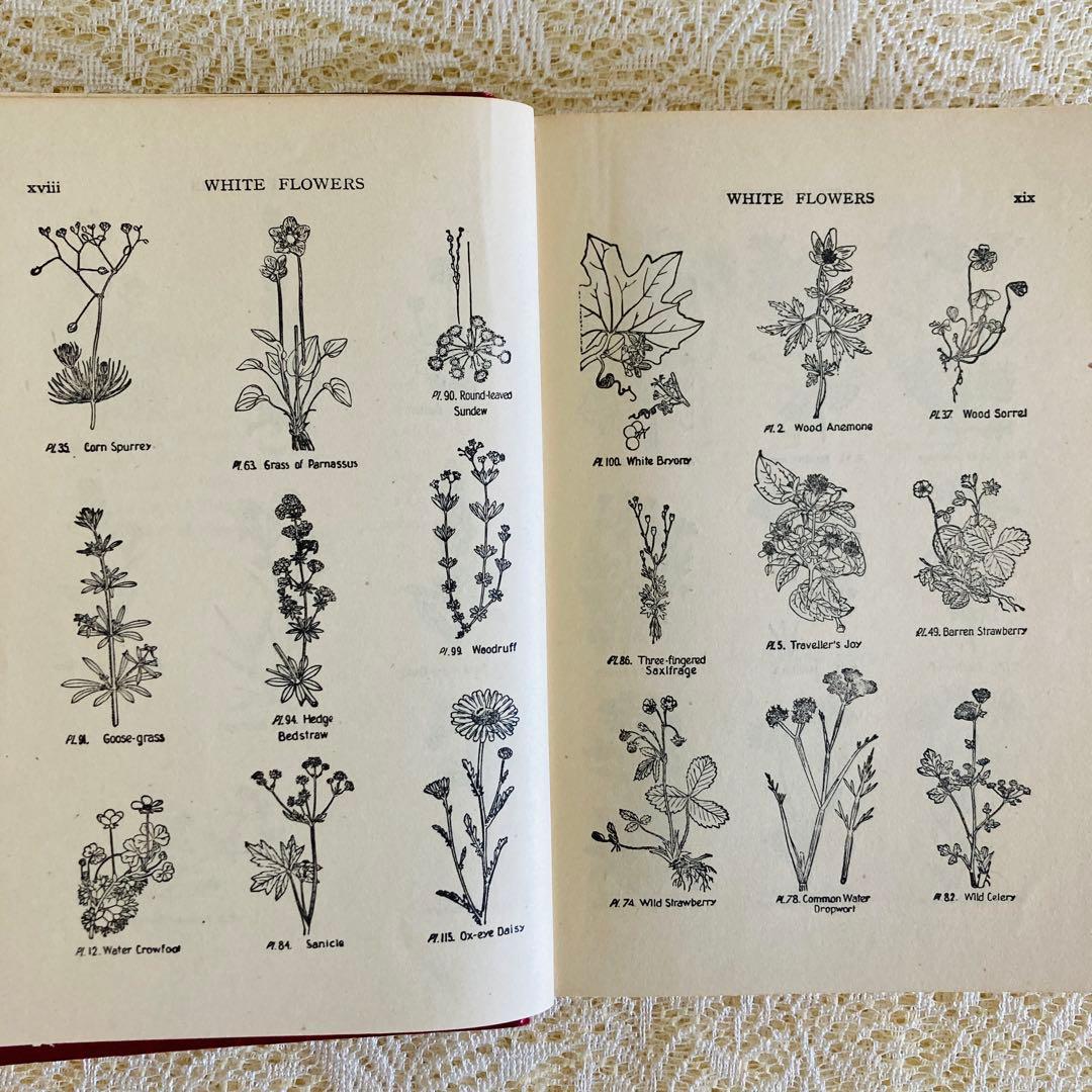 洋書　古書　イギリスのヴィンテージ植物図鑑① 　上品な装丁と美しいカラー図版