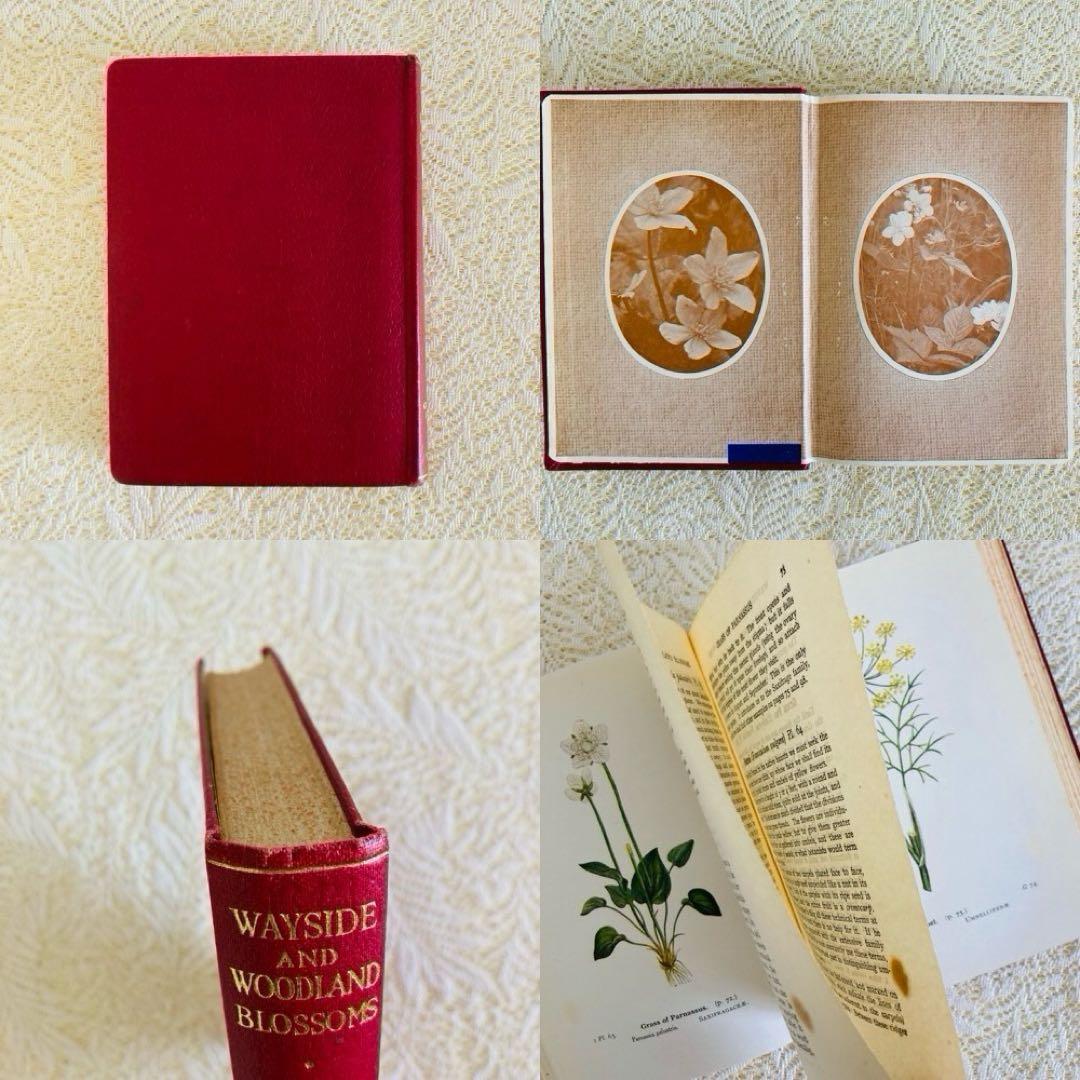 洋書　古書　イギリスのヴィンテージ植物図鑑① 　上品な装丁と美しいカラー図版