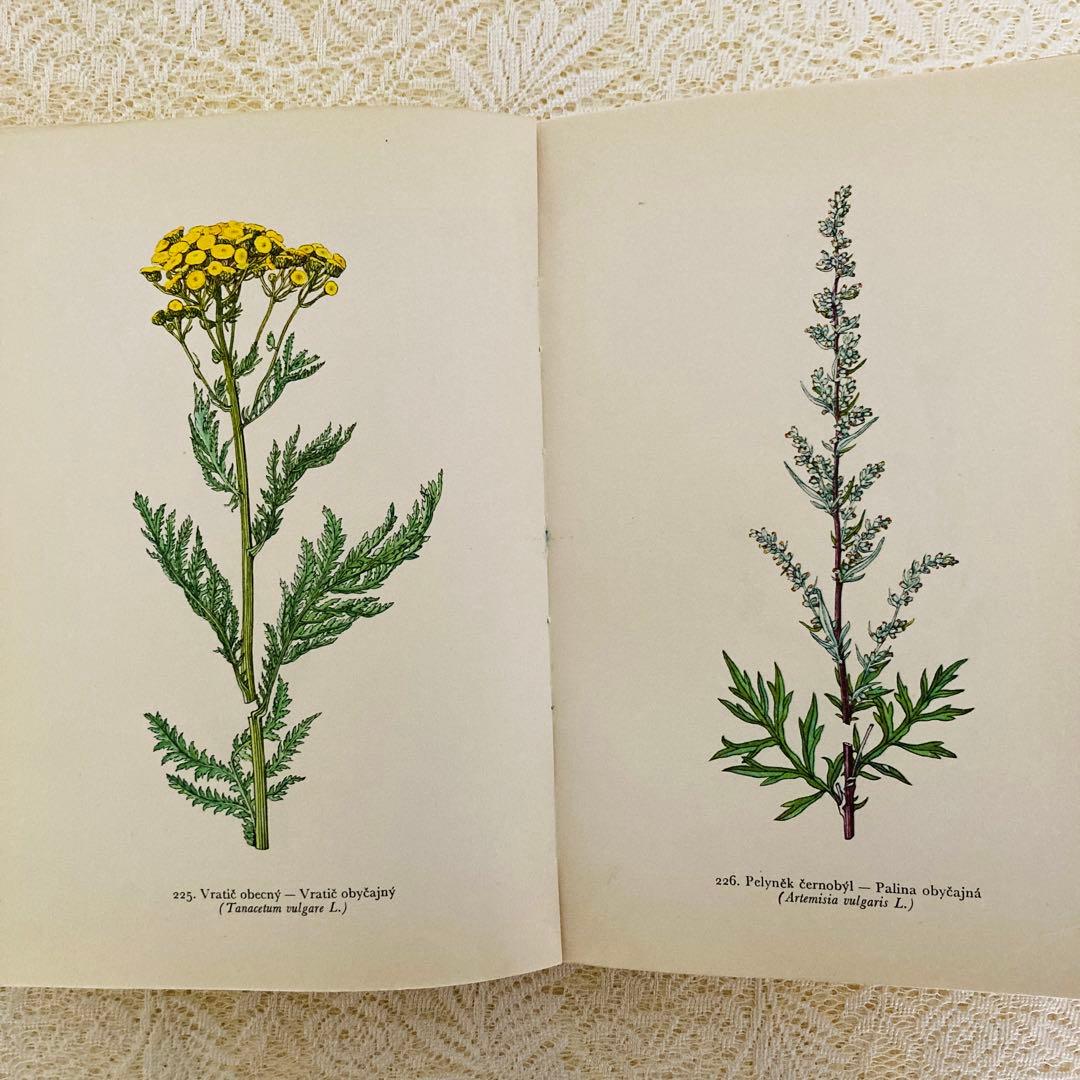 洋書　古書　美しいチェコの植物図鑑　野の花図鑑　優美な植物画273点♡