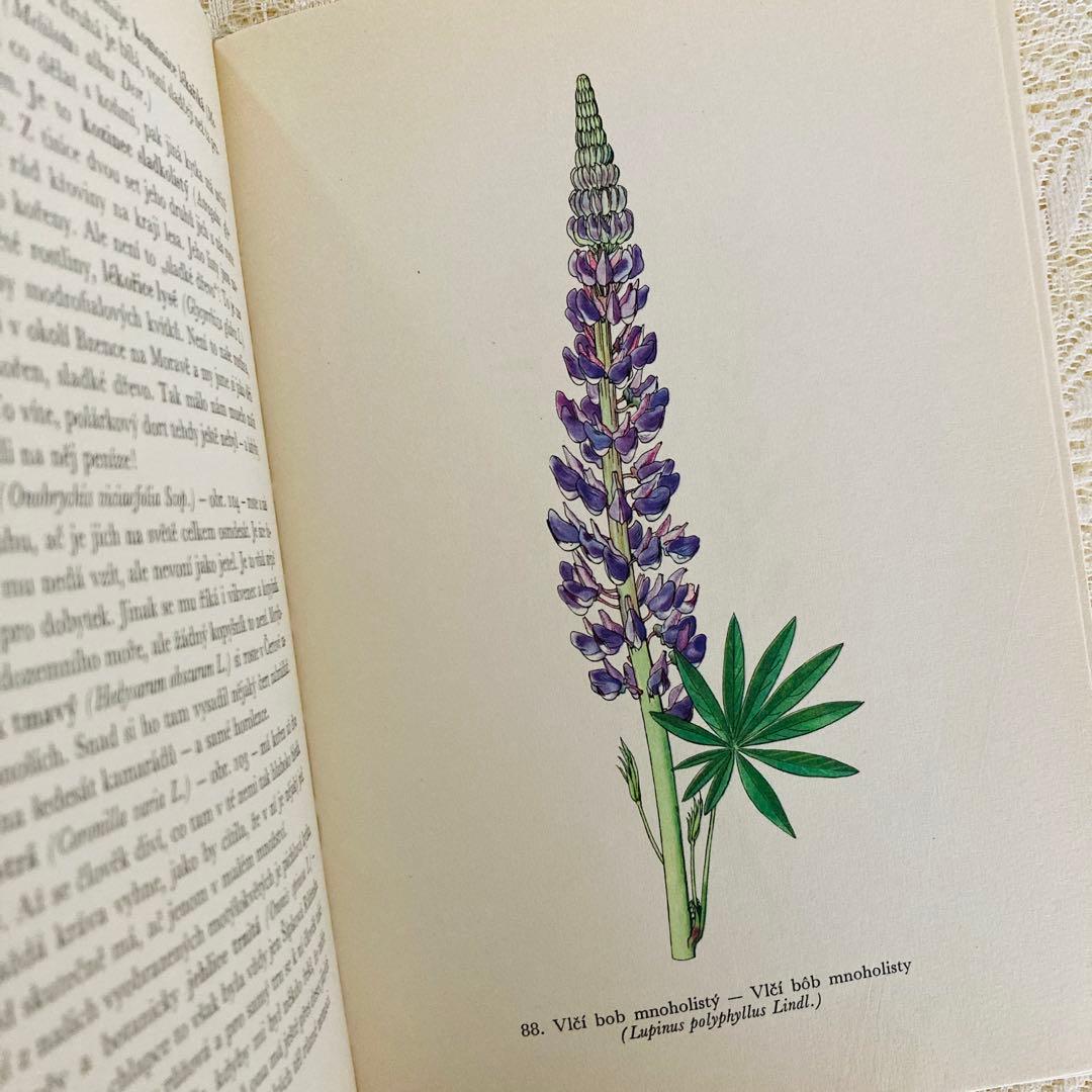 洋書　古書　美しいチェコの植物図鑑　野の花図鑑　優美な植物画273点♡