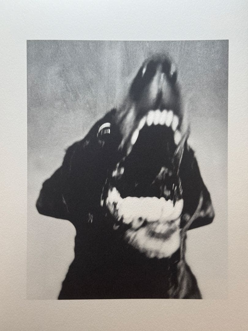アート・デザイン・音楽 Jack Davison Photographs
