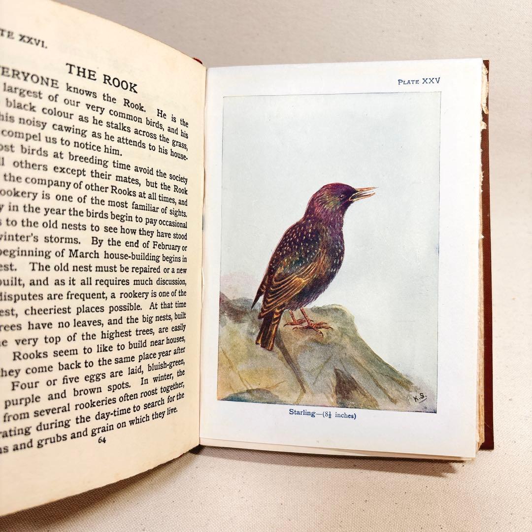 海外 ヴィンテージ洋書 BIRDS 鳥の図鑑 イギリス
