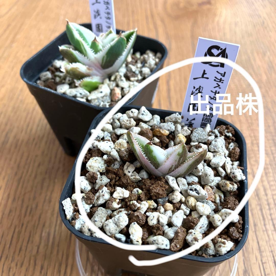 速達【鉢ごと発送】希少　活着間近　安定株　アガべ　豆豆龍錦　覆輪斑　TC