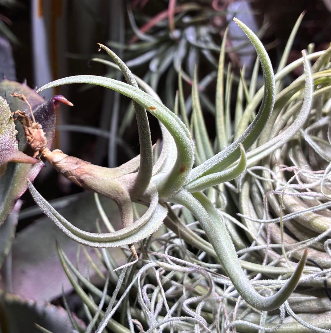 しばらくラストT. aff. xiphioides T'S TROPICALS