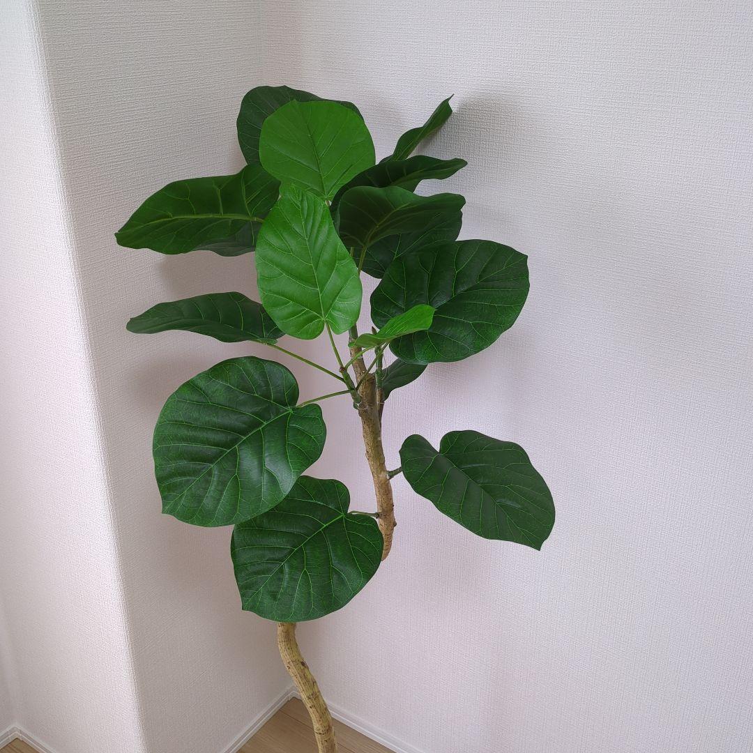 人口観葉植物　ウンベラータ120cm