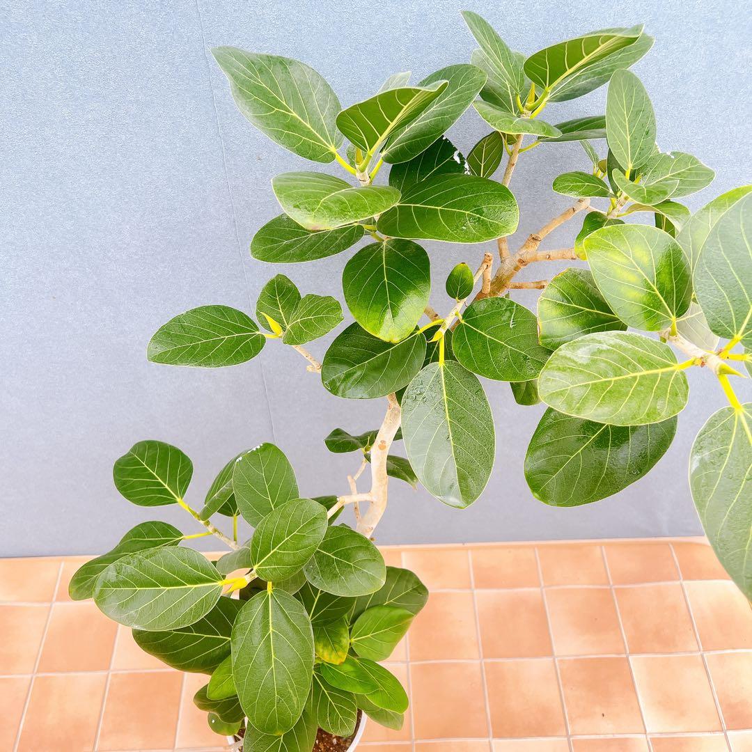 現品　フィカス　ゴムの木　ベンガレンシス　53番　曲がり　インテリア　観葉植物
