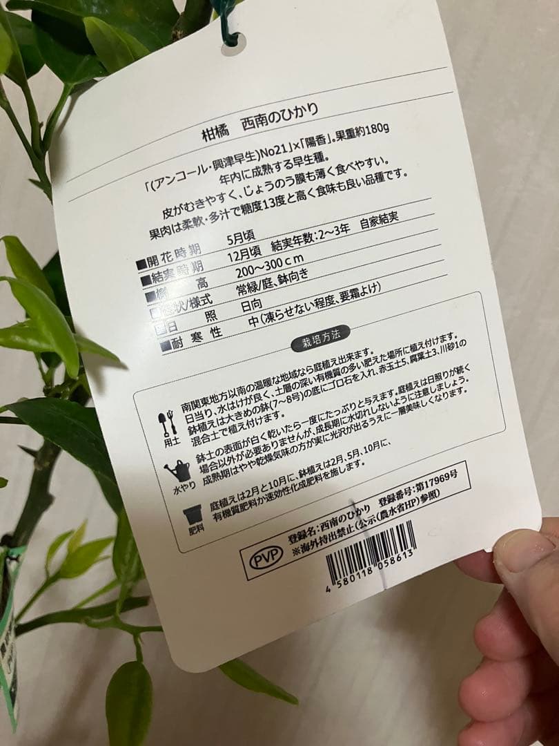 みかん苗木　西南のひかり　接木　　蕾付き