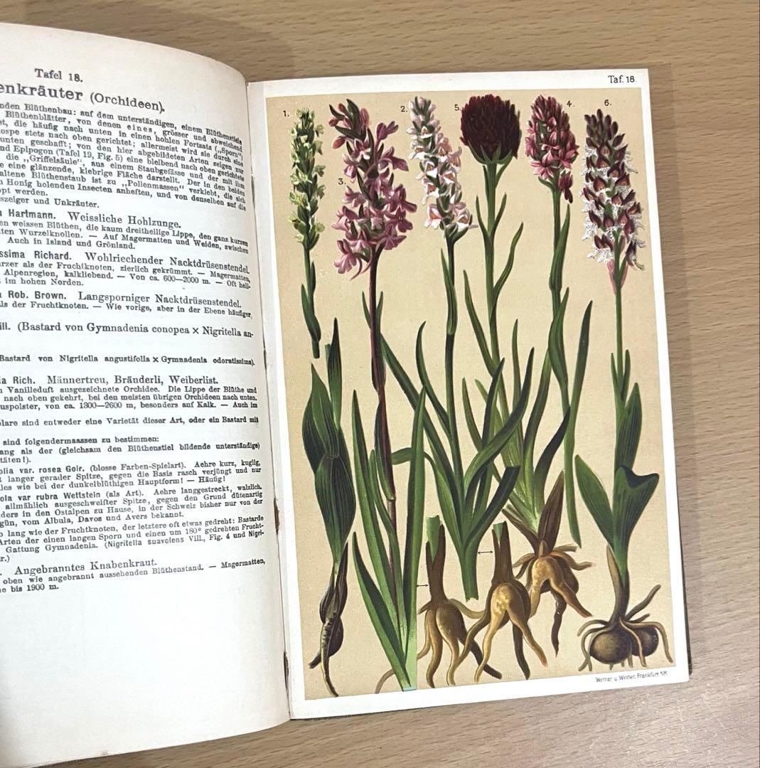 No.351 ドイツ アンティーク 洋書 ボタニカルアート 植物図鑑