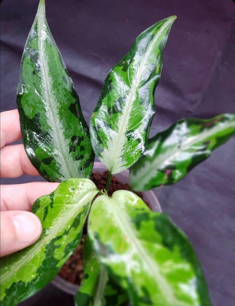 その他観葉植物 Aglaonema pictum