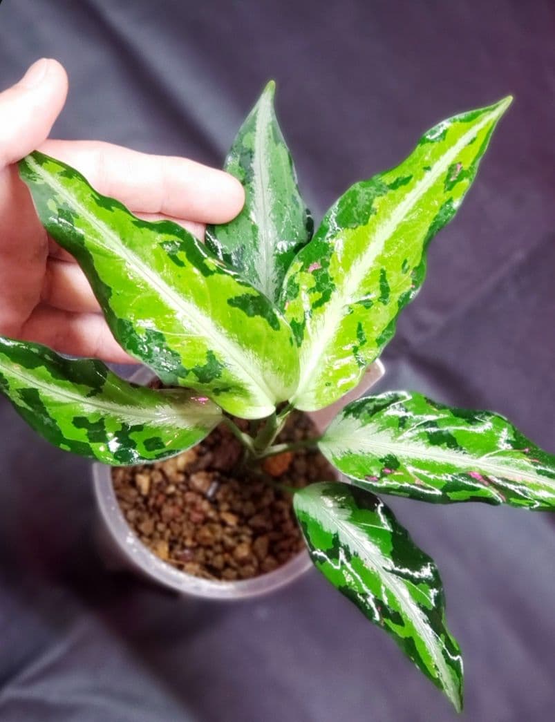 その他観葉植物 Aglaonema pictum