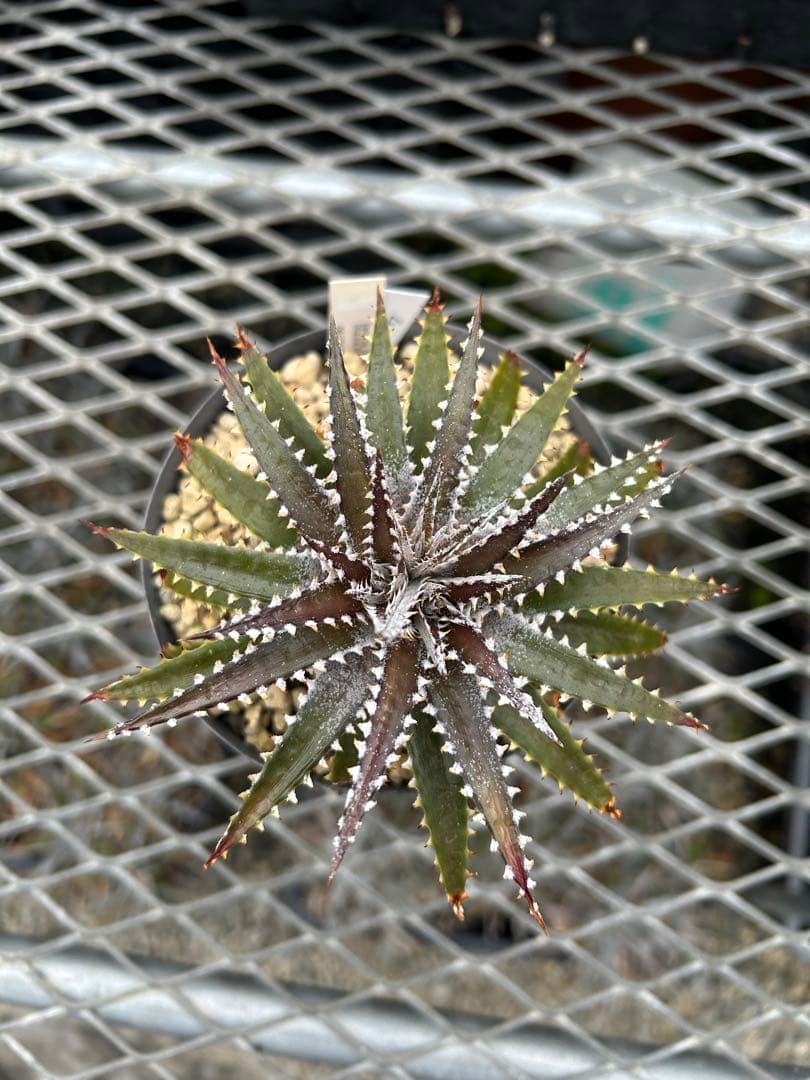 DBディッキア Dyckia Bill Baker hybrid #225 ⑷